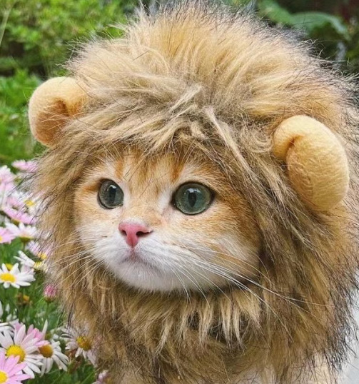 1pcs Interesting pet headwear  - огляд і ціна Photography Interest